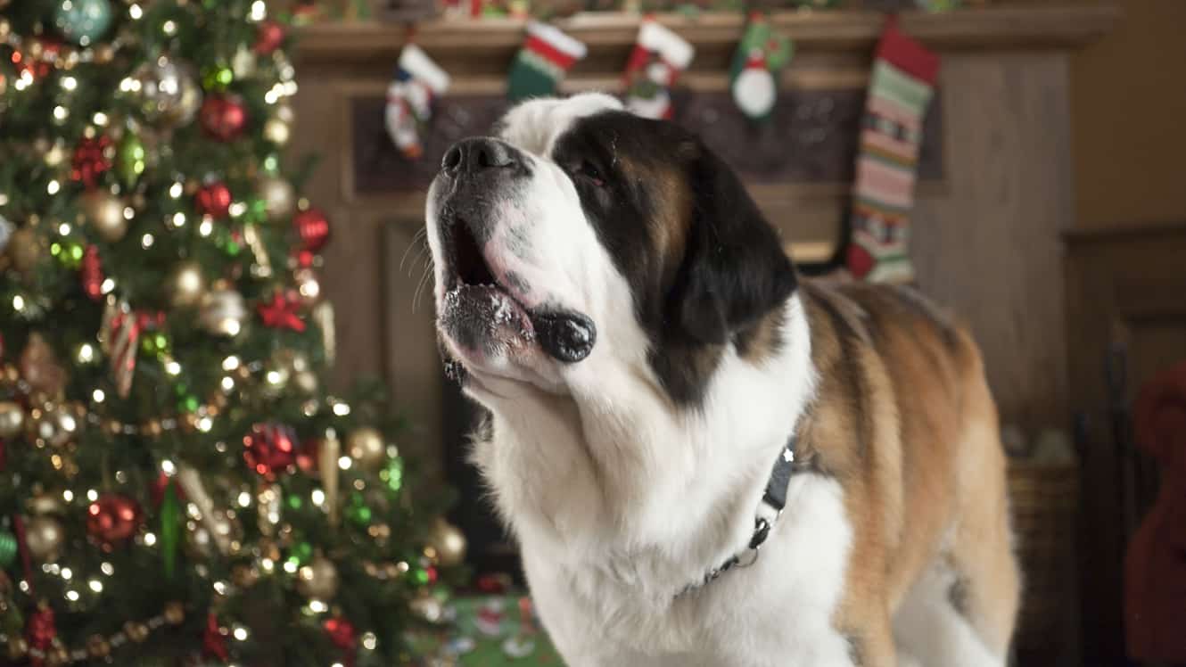 5 film da vedere con il proprio cane a Natale