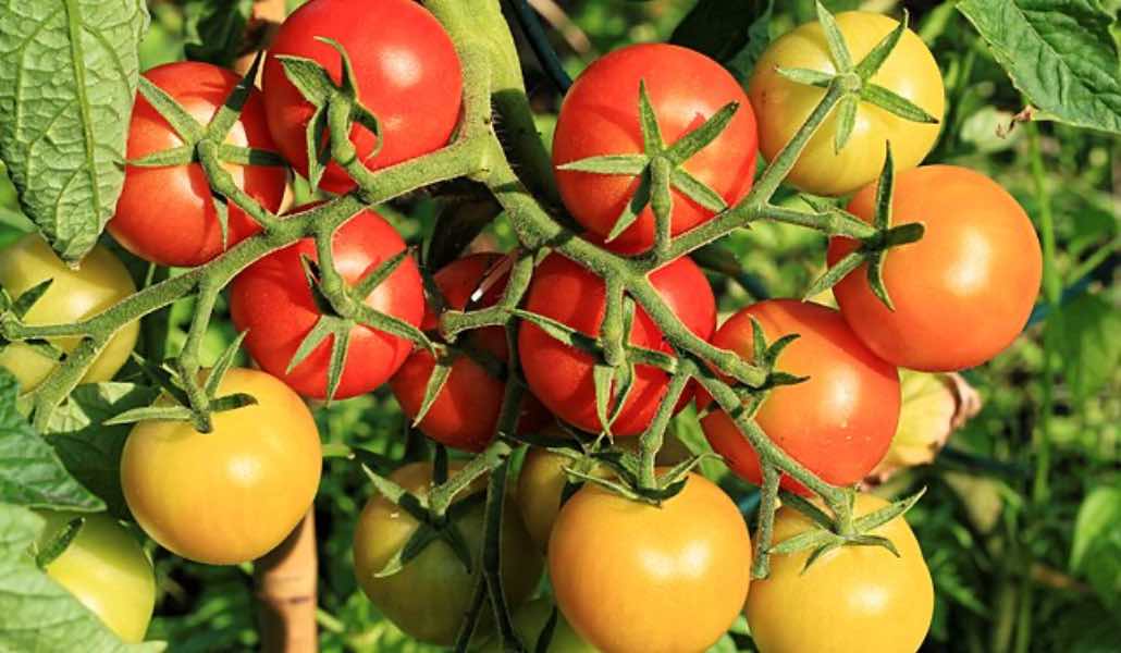 Come riconoscere il pomodoro cinese